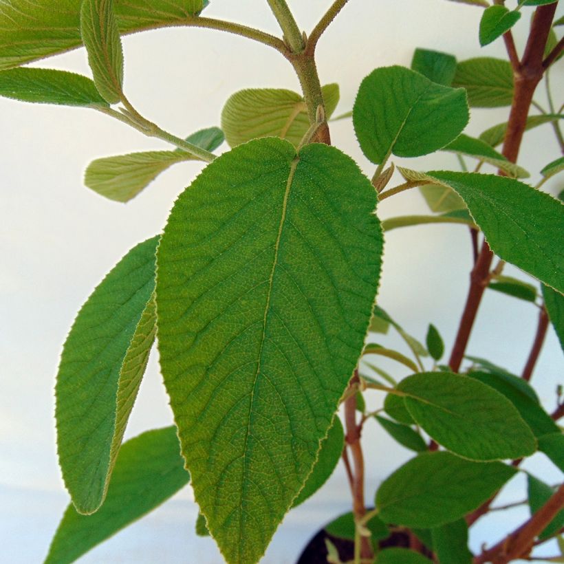 Wolliger Schneeball - Viburnum lantana (Foliage)