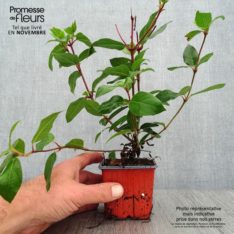 Example of Lorbeerblättriger Schneeball - Viburnum tinus Kleine Töpfe von 8/9 cm as you get in automne