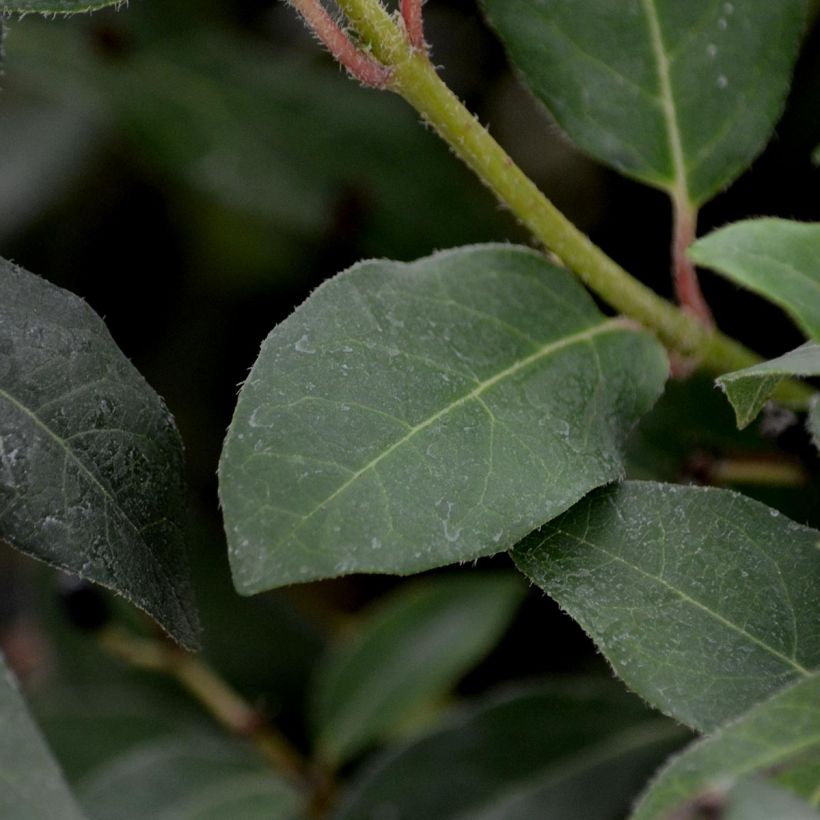 Lorbeerblättriger Schneeball Eve Price - Viburnum tinus (Foliage)