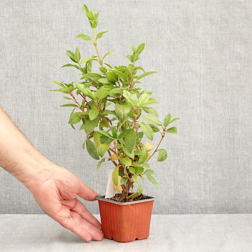 Exemplar von Lorbeerblättriger Schneeball - Viburnum tinus Kleine Töpfe von 8/9 cm wie im Sommer geliefert