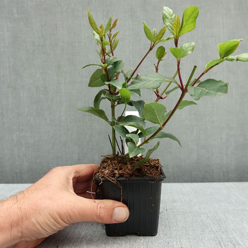 Exemplar von Lorbeerblättriger Schneeball Gwenllian - Viburnum tinus Kleine Töpfe von 8/9 cm wie im Herbst geliefert