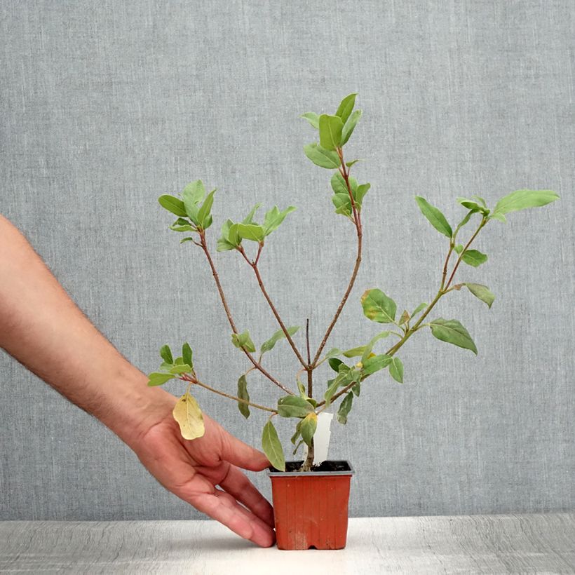 Example of Lorbeerblättriger Schneeball Gwenllian - Viburnum tinus Kleine Töpfe von 8/9 cm as you get in ete