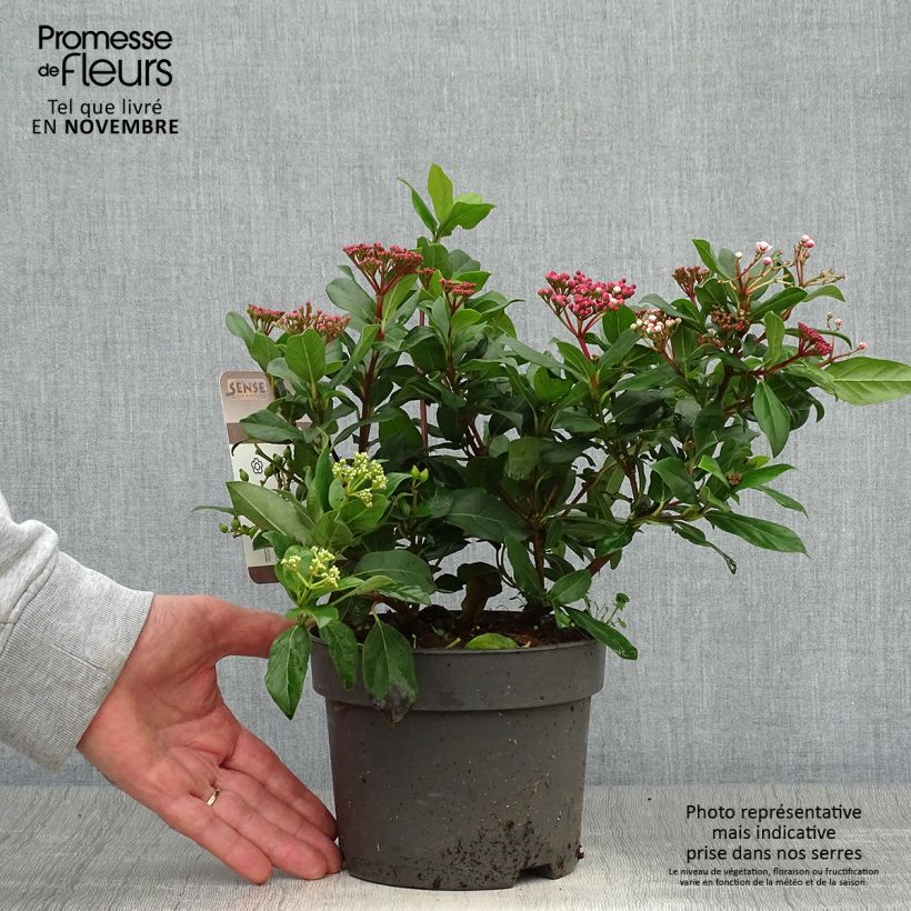 Example of Lorbeerblättriger Schneeball Gwenllian - Viburnum tinus Topf mit 2L/3L as you get in automne