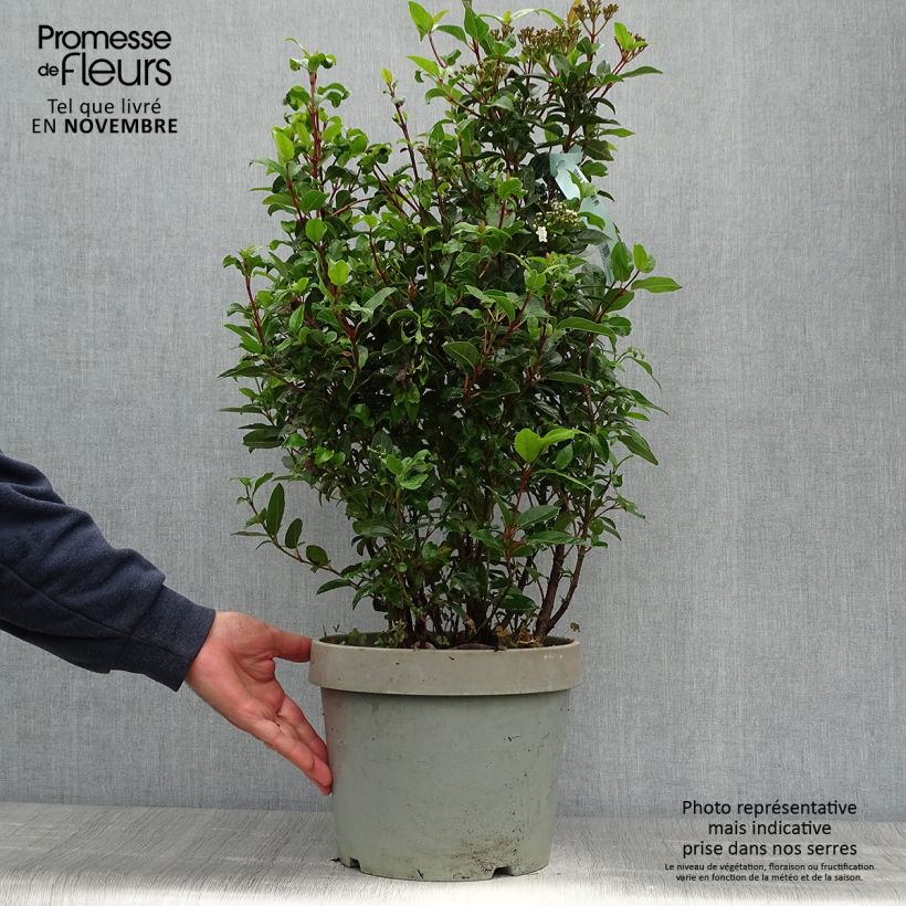 Example of Lorbeerblättriger Schneeball Spirit - Viburnum tinus Topf mit 7,5L/10L as you get in automne