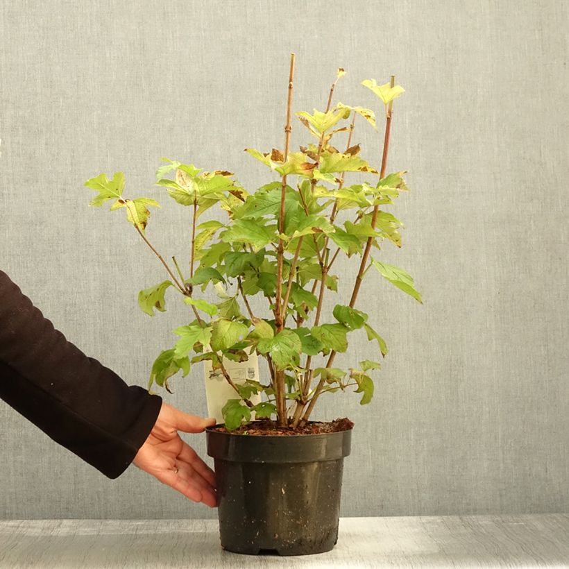 Example of Gewöhnlicher Schneeball Park Harvest - Viburnum opulus Topf mit 2L/3L as you get in automne