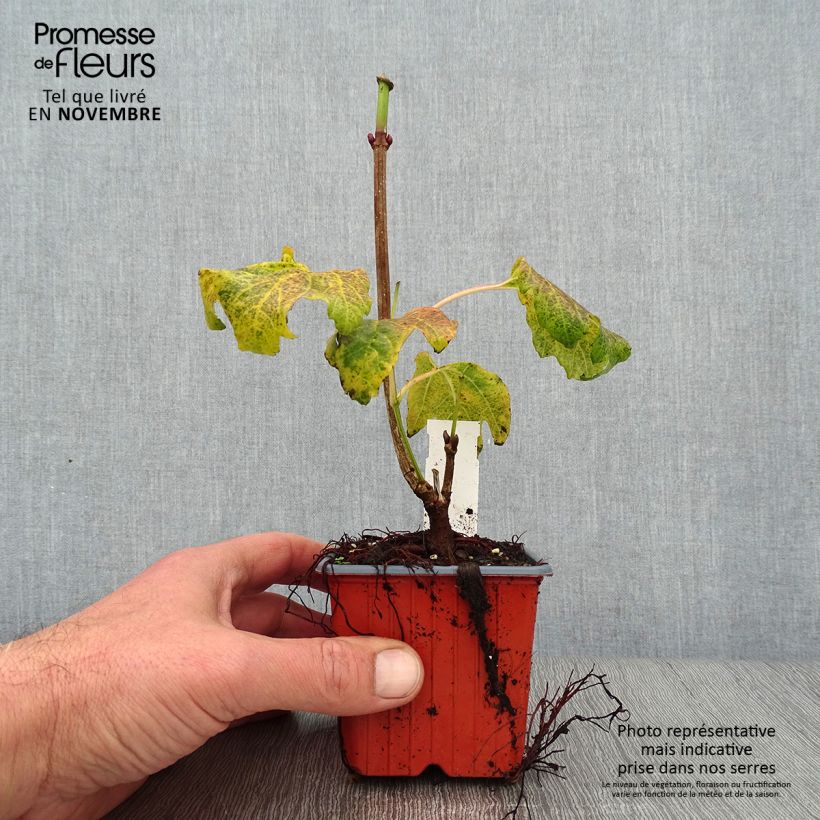 Example of Gewöhnlicher Schneeball Compactum - Viburnum opulus Kleine Töpfe von 8/9 cm as you get in automne