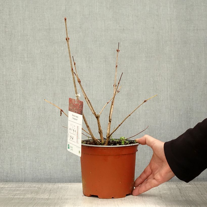 Example of Gewöhnlicher Schneeball Compactum - Viburnum opulus Topf mit 3L/4L as you get in automne