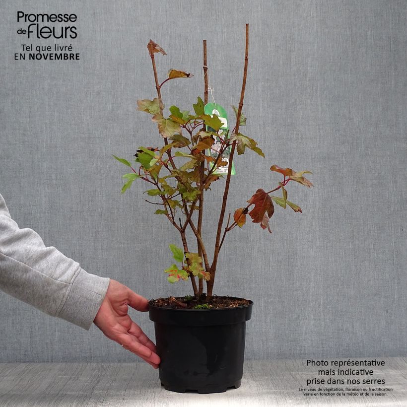 Example of Gewöhnlicher Schneeball - Viburnum opulus Topf mit 2L/3L as you get in automne