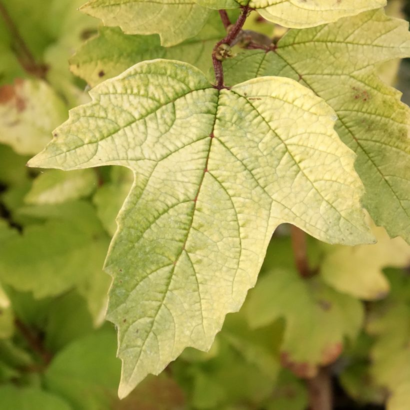 Gewöhnlicher Schneeball Oh Canada - Viburnum opulus (Foliage)