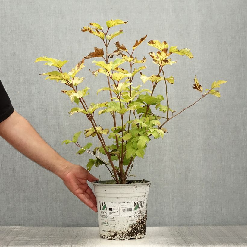 Example of Gewöhnlicher Schneeball Oh Canada - Viburnum opulus Topf mit 4L/5L as you get in ete