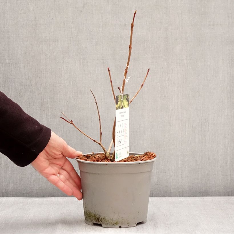 Exemplar von Gewöhnlicher Schneeball Pechcin - Viburnum opulus Topf mit 3L/4L wie im Winter geliefert