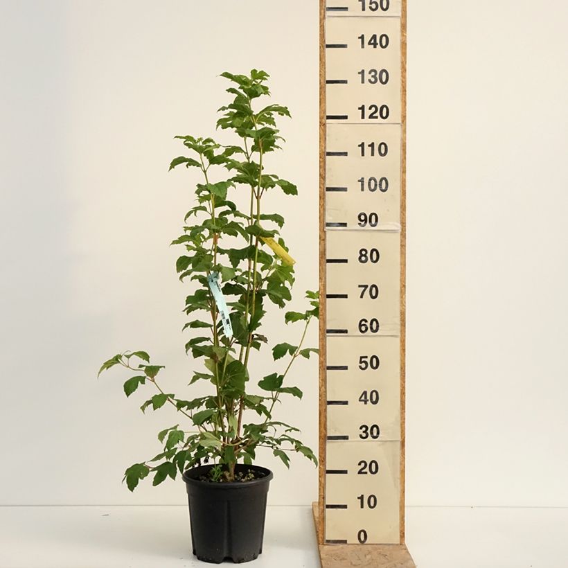 Example of Gewöhnlicher Schneeball - Viburnum opulus Topf mit 7,5L/10L as you get in ete
