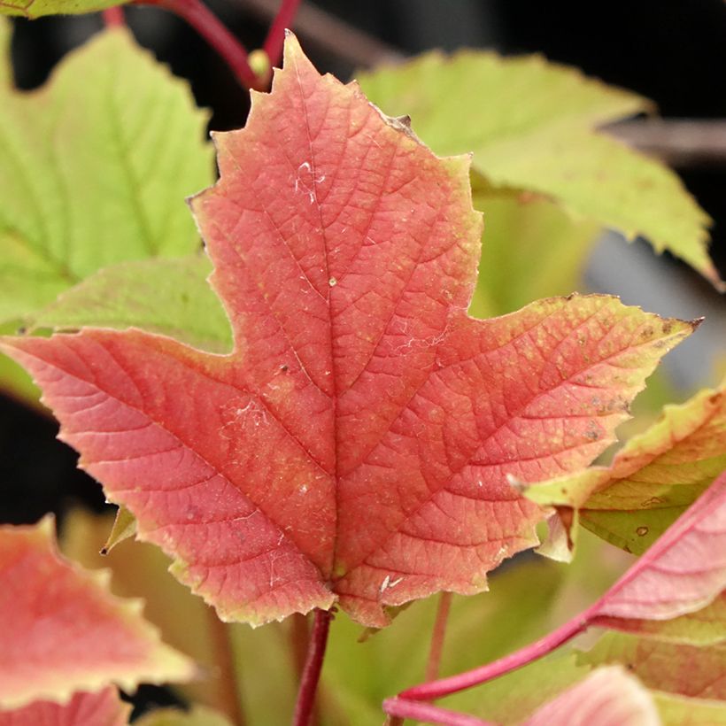 Amerikanischer Schneeball Spring Red Compact - Viburnum trilobum (Foliage)