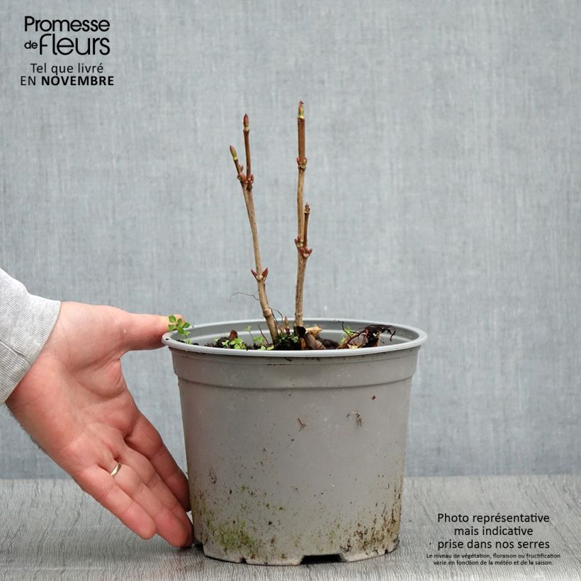 Example of Amerikanischer Schneeball Spring Red Compact - Viburnum trilobum Topf mit 3L/4L as you get in automne