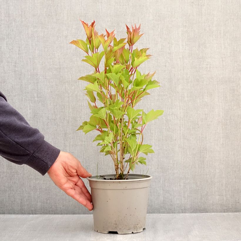 Exemplar von Amerikanischer Schneeball Spring Red Compact - Viburnum trilobum Topf mit 3L/4L wie im Frühjahr geliefert