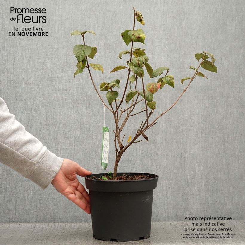 Example of Koreanischer Duft-Schneeball Aurora - Viburnum carlesii Topf mit 3L/4L as you get in automne