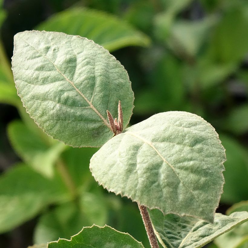 Koreanischer Duft-Schneeball Aurora - Viburnum carlesii (Foliage)