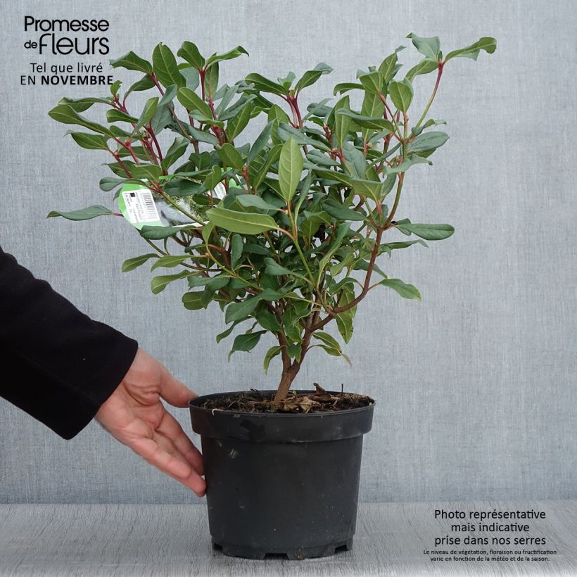 Example of Immergrüner Kissen-Schneeball Jermyns Globe - Viburnum davidii Topf mit 3L/4L as you get in automne