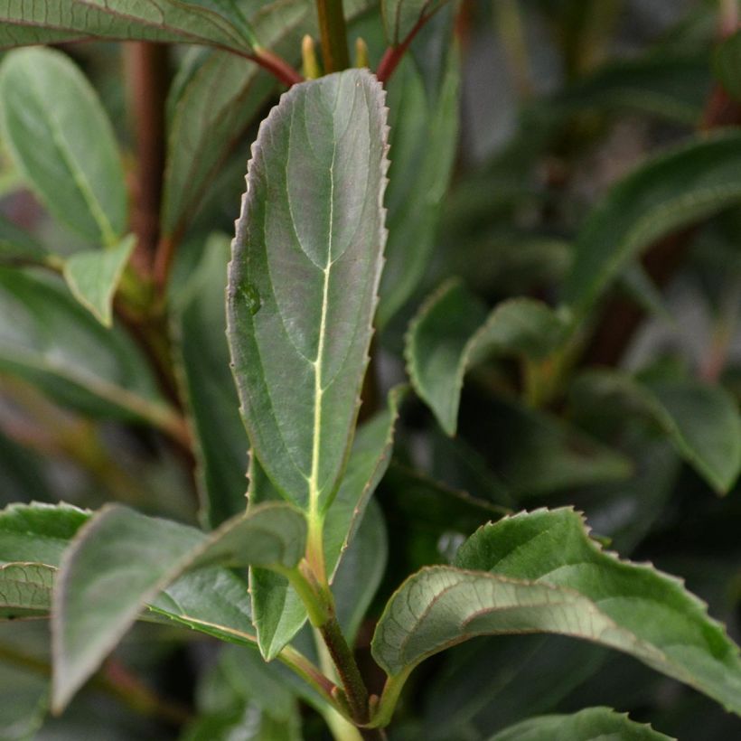 Wintergrüner Schneeball Winton - Viburnum hillieri (Foliage)