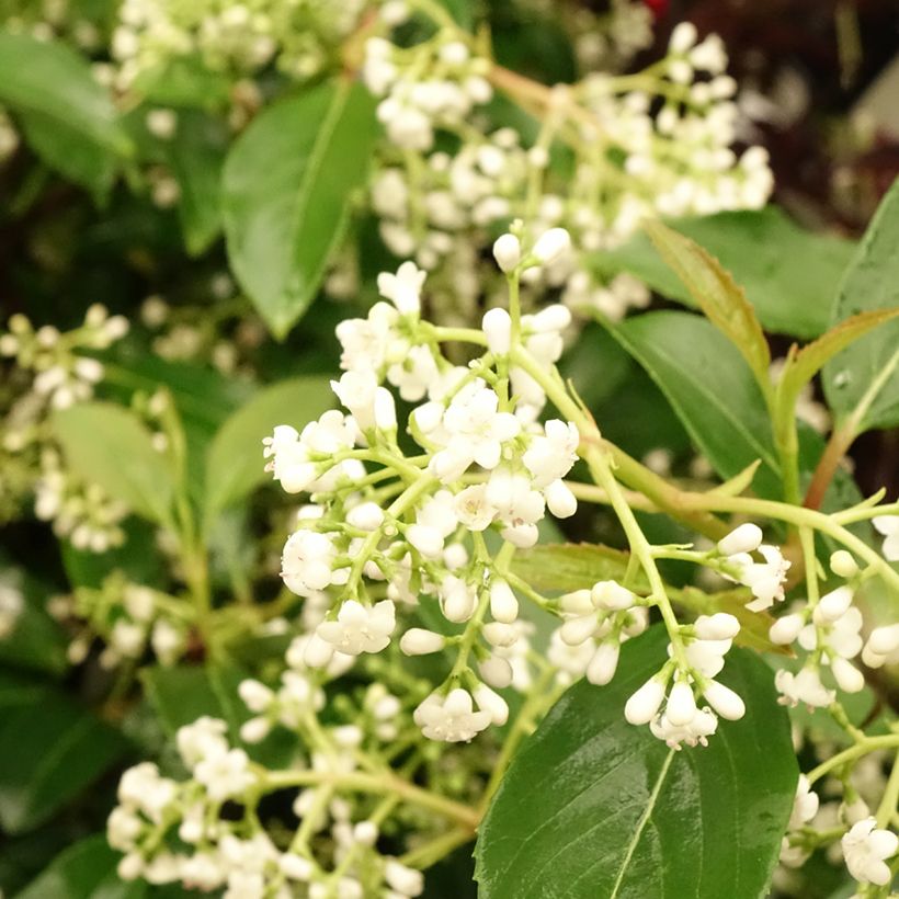 Wintergrüner Schneeball Winton - Viburnum hillieri (Flowering)
