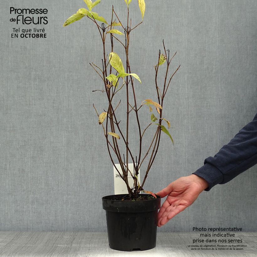 Example of Schneeball Pink Beauty - Viburnum nudum Topf mit 3L/4L as you get in automne
