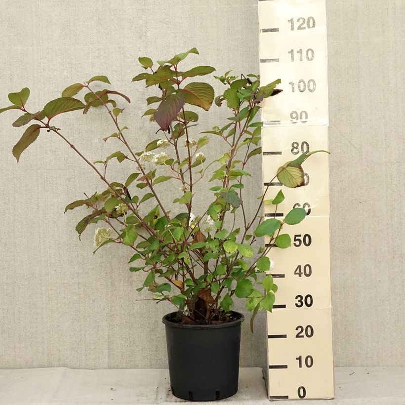 Example of Japanischer Schneeball Grandiflorum Noble - Viburnum plicatum Topf mit 12L/15L as you get in automne