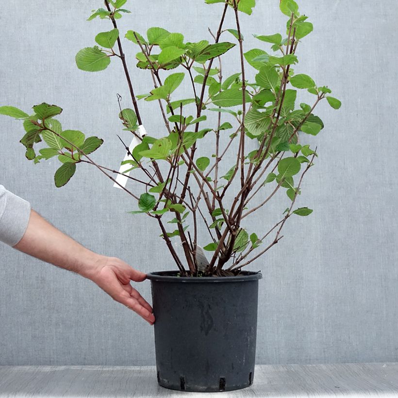 Exemplar von Japanischer Schneeball Grandiflorum Noble - Viburnum plicatum Topf mit 12L/15L wie im Sommer geliefert