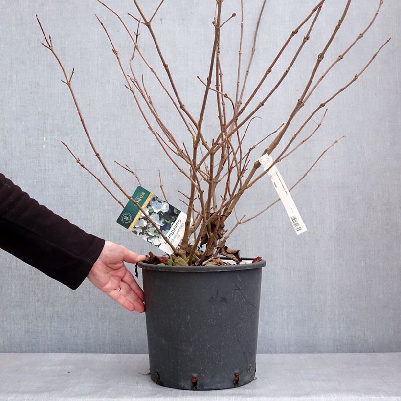 Exemplar von Japanischer Schneeball Grandiflorum Noble - Viburnum plicatum Topf mit 12L/15L wie im Winter geliefert