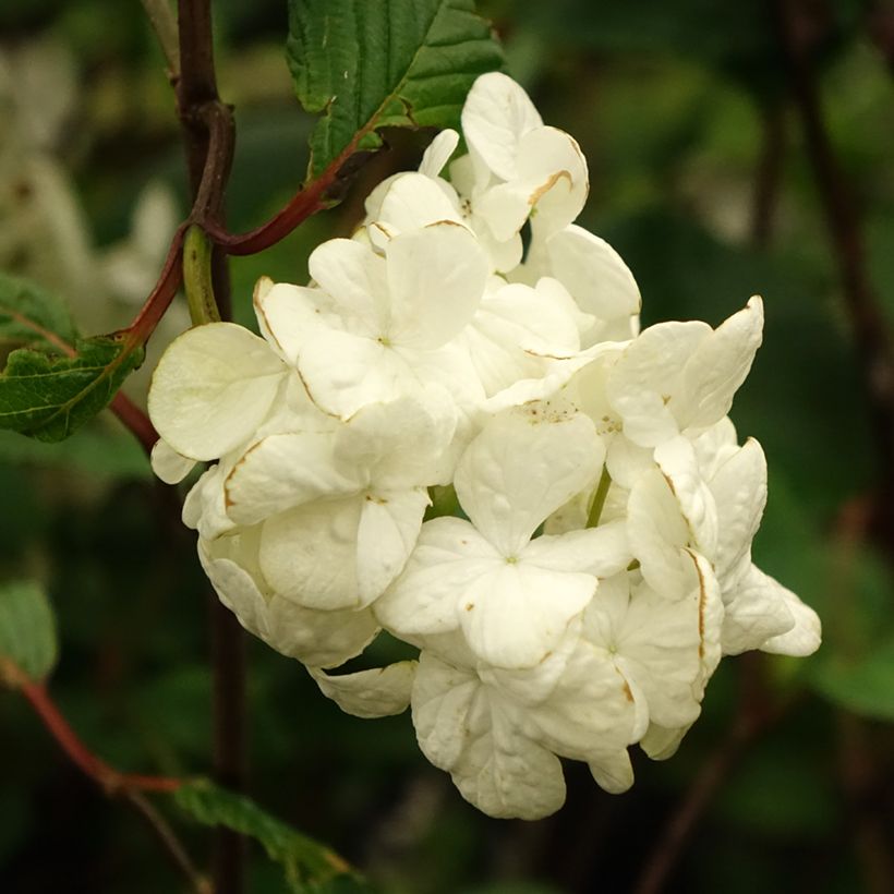 Japanischer Schneeball Grandiflorum Noble - Viburnum plicatum (Flowering)