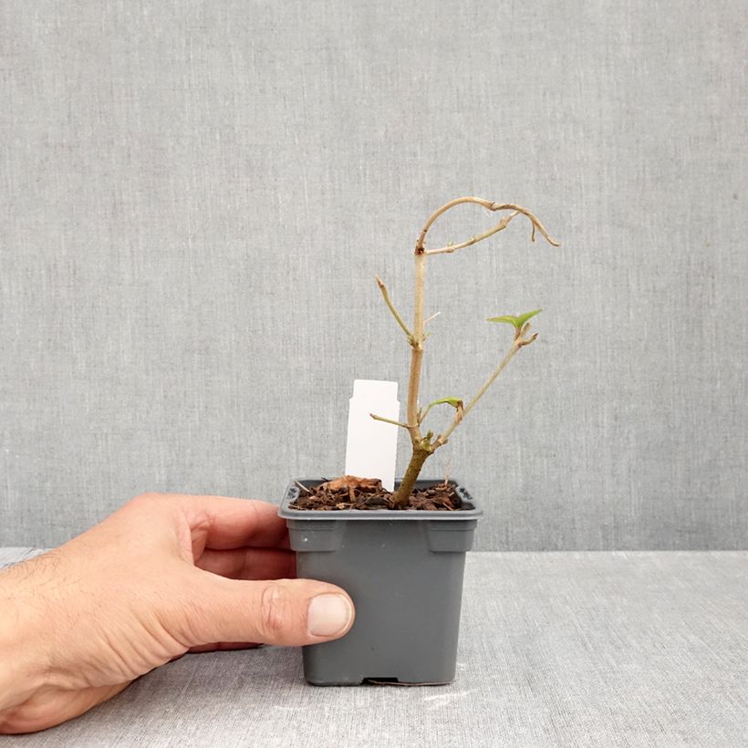 Exemplar von Japanischer Schneeball Kilimanjaro - Viburnum plicatum Kleine Töpfe von 8/9 cm wie im Herbst geliefert