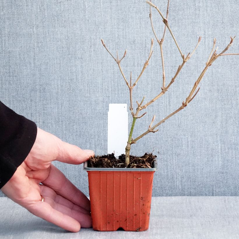 Example of Japanischer Schneeball Kilimanjaro - Viburnum plicatum Kleine Töpfe von 8/9 cm as you get in hiver