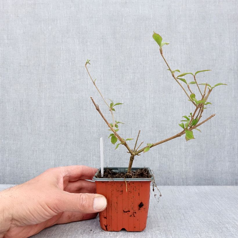 Exemplar von Japanischer Schneeball Kilimanjaro - Viburnum plicatum Kleine Töpfe von 8/9 cm wie im Frühjahr geliefert