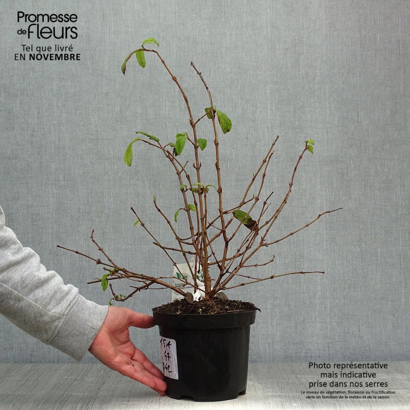 Example of Japanischer Schneeball Kilimanjaro - Viburnum plicatum Topf mit 2L/3L as you get in automne