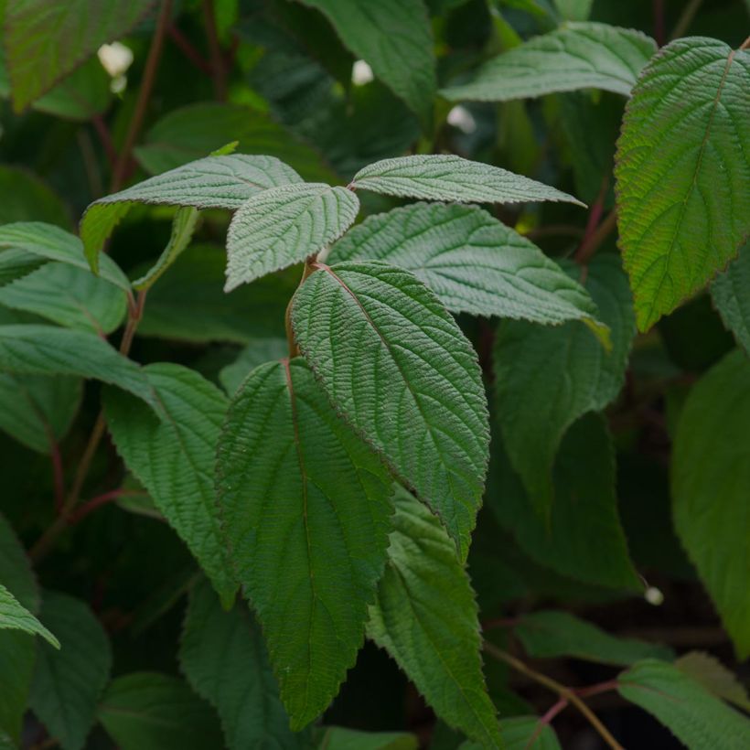 Japanischer Schneeball Lanarth - Viburnum plicatum (Foliage)
