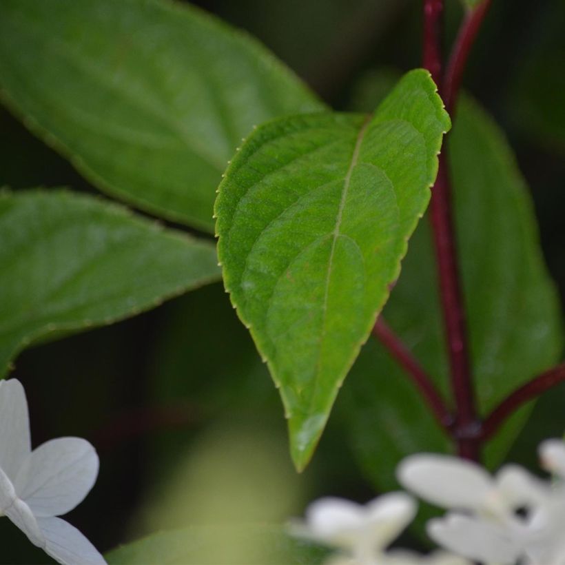Japanischer Schneeball Mariesii Great Star - Viburnum plicatum (Foliage)