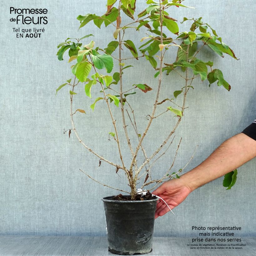 Exemplar von Japanischer Schneeball Mariesii Great Star - Viburnum plicatum Topf mit 4L/5L wie im Sommer geliefert