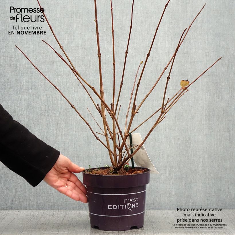 Example of Japanischer Schneeball Opening Day - Viburnum plicatum Topf mit 1,5L/2L as you get in automne
