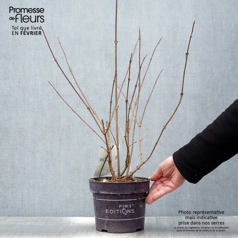 Exemplar von Japanischer Schneeball Opening Day - Viburnum plicatum Topf mit 1,5L/2L wie im Winter geliefert