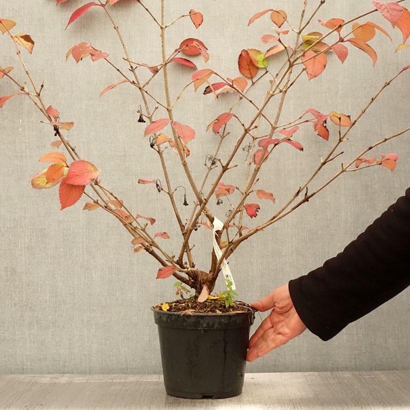 Example of Japanischer Schneeball Opening Day - Viburnum plicatum Topf mit 3L/4L as you get in automne