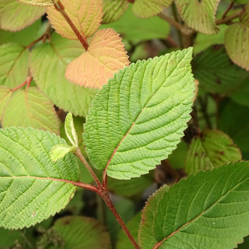 Japanischer Schneeball Opening Day - Viburnum plicatum (Foliage)