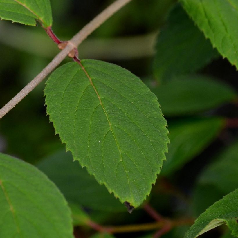 Japanischer Schneeball Pink Beauty - Viburnum plicatum (Foliage)