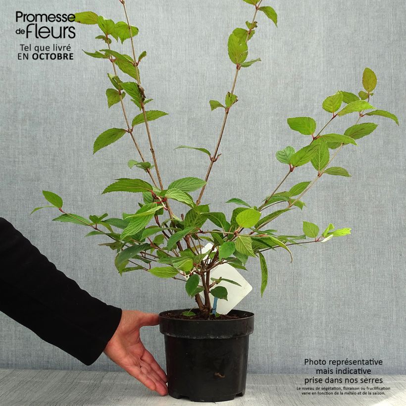Example of Japanischer Schneeball Pink Beauty - Viburnum plicatum Topf mit 2L/3L as you get in automne