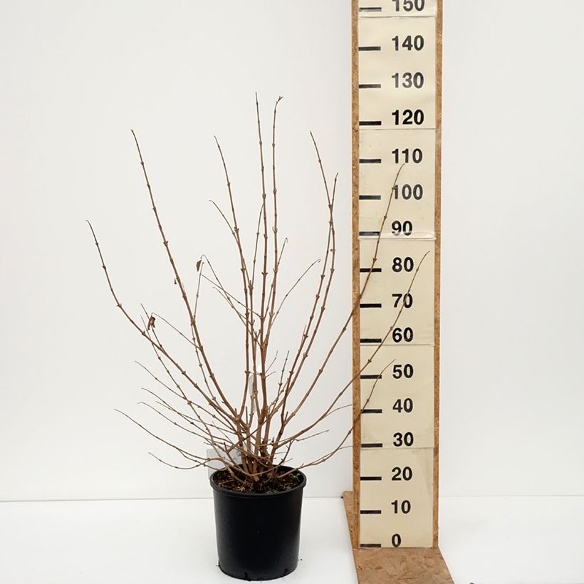 Exemplar von Japanischer Schneeball Popcorn - Viburnum plicatum Topf mit 12L/15L wie im Herbst geliefert