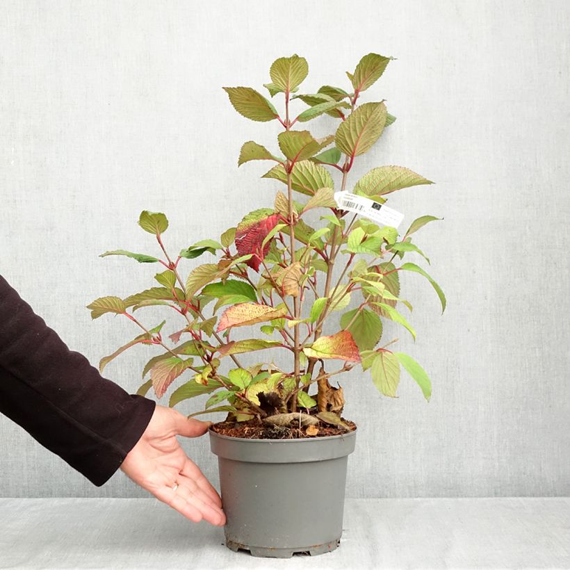 Exemplar von Japanischer Schneeball Rotundifolium - Viburnum plicatum f. tomentosum Topf mit 3L/4L wie im Herbst geliefert