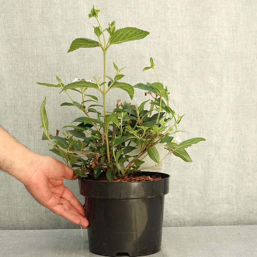 Exemplar von Japanischer Schneeball Shirogami - Viburnum plicatum Topf mit 3L/4L wie im Sommer geliefert