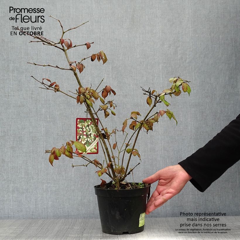 Example of Japanischer Schneeball Summer Snow Flake - Viburnum plicatum Topf mit 2L/3L as you get in automne