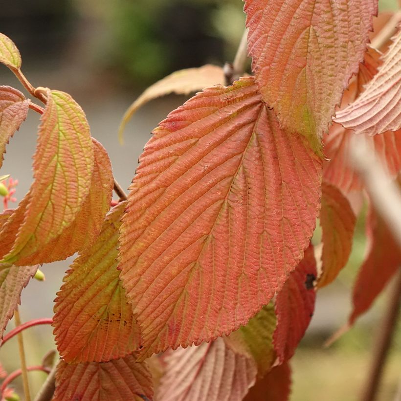 Japanischer Schneeball Summer Snow Flake - Viburnum plicatum (Foliage)