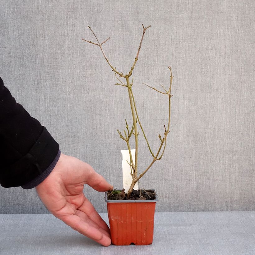 Example of Japanischer Schneeball Watanabe - Viburnum plicatum Kleine Töpfe von 8/9 cm as you get in hiver