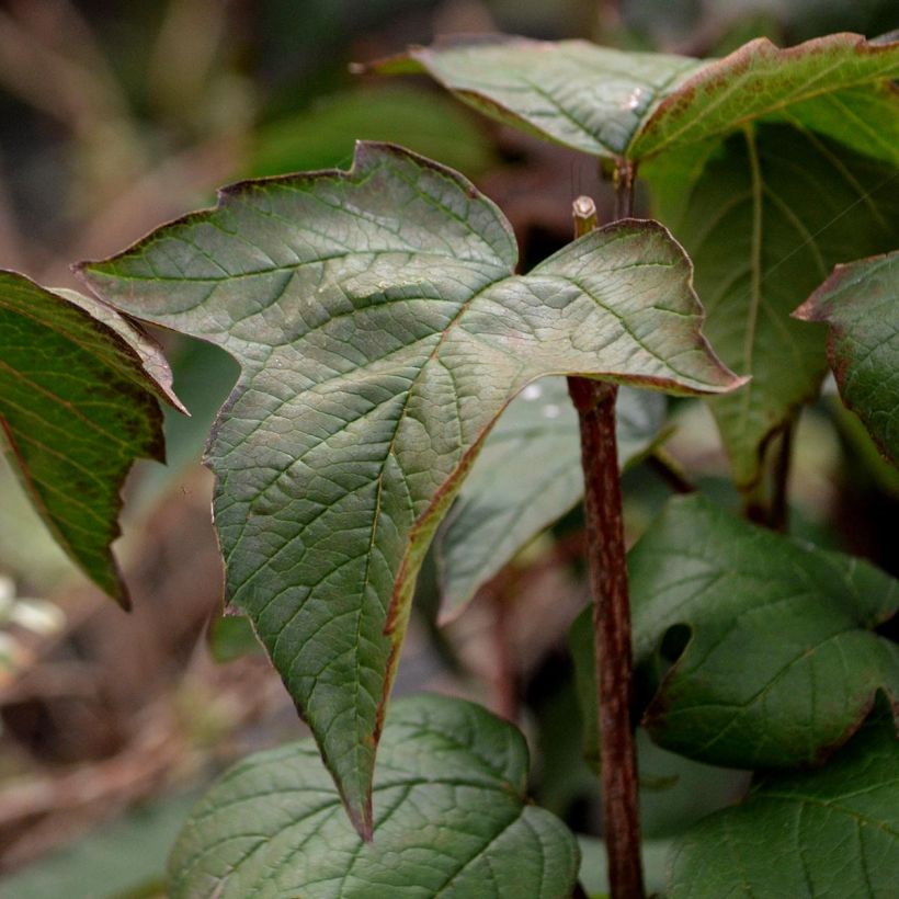 Sargents Schneeball Onondaga - Viburnum sargentii (Foliage)