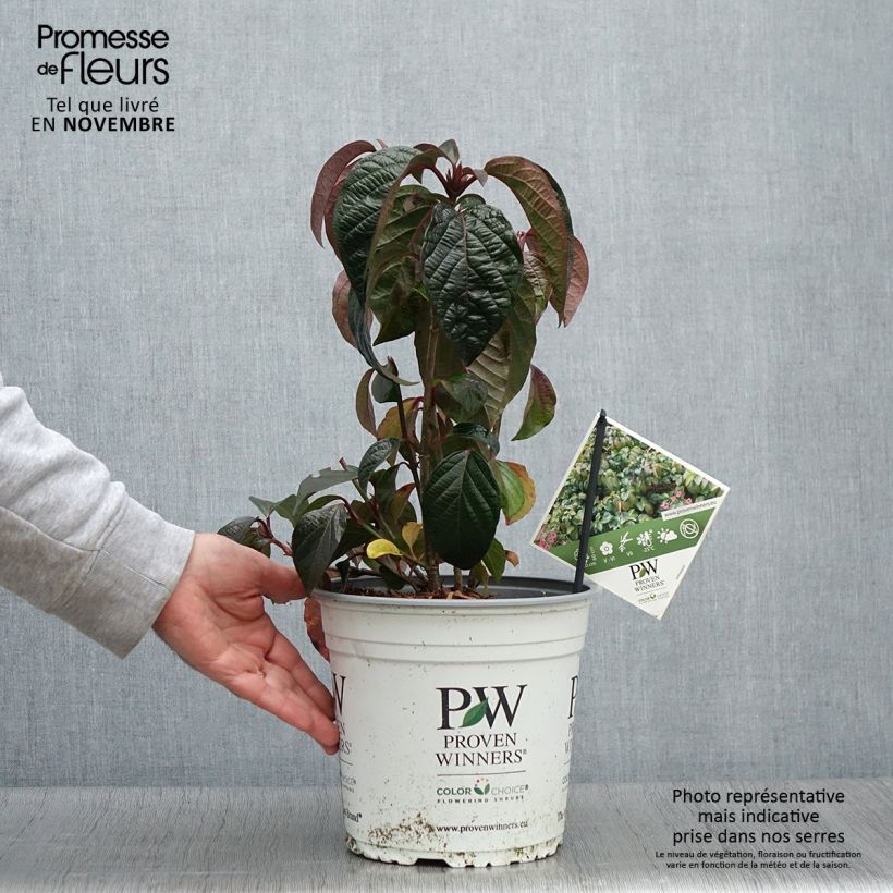 Example of Schneeball Shiny Dancer - Viburnum Topf mit 3L/4L as you get in automne